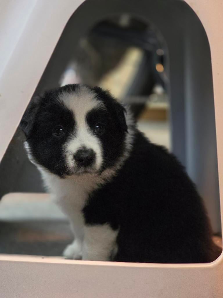 1 reu beschikbaar uit werklijnen, Dieren en Toebehoren, Honden | Herdershonden en Veedrijvers, Reu, 8 tot 15 weken, Eén hond, Herder