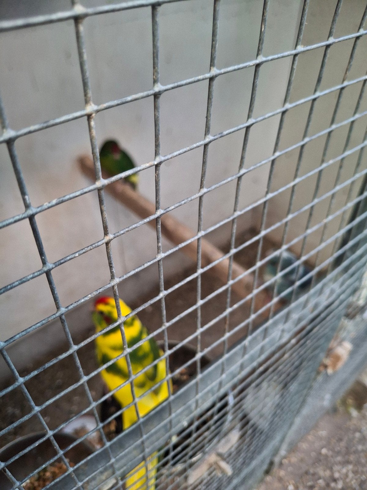 kakariki, Dieren en Toebehoren, Meerdere dieren, Parkiet, Geringd