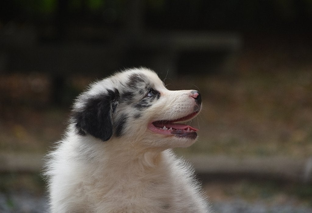 Australian Shepherds FCI stamboom, België, 8 tot 15 weken, Parvo, Meerdere