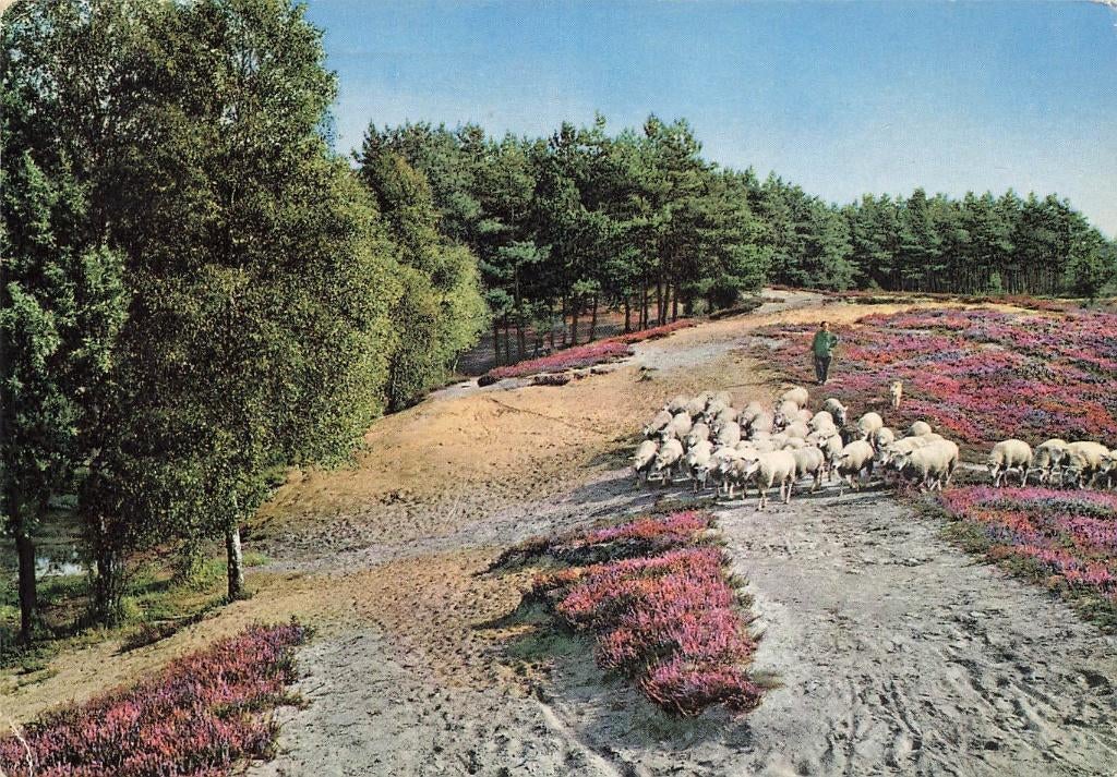 Nijverdal, Schaapherder op weg naar de heide, Ophalen of Verzenden, 1960 tot 1980, Gelopen, Overijssel