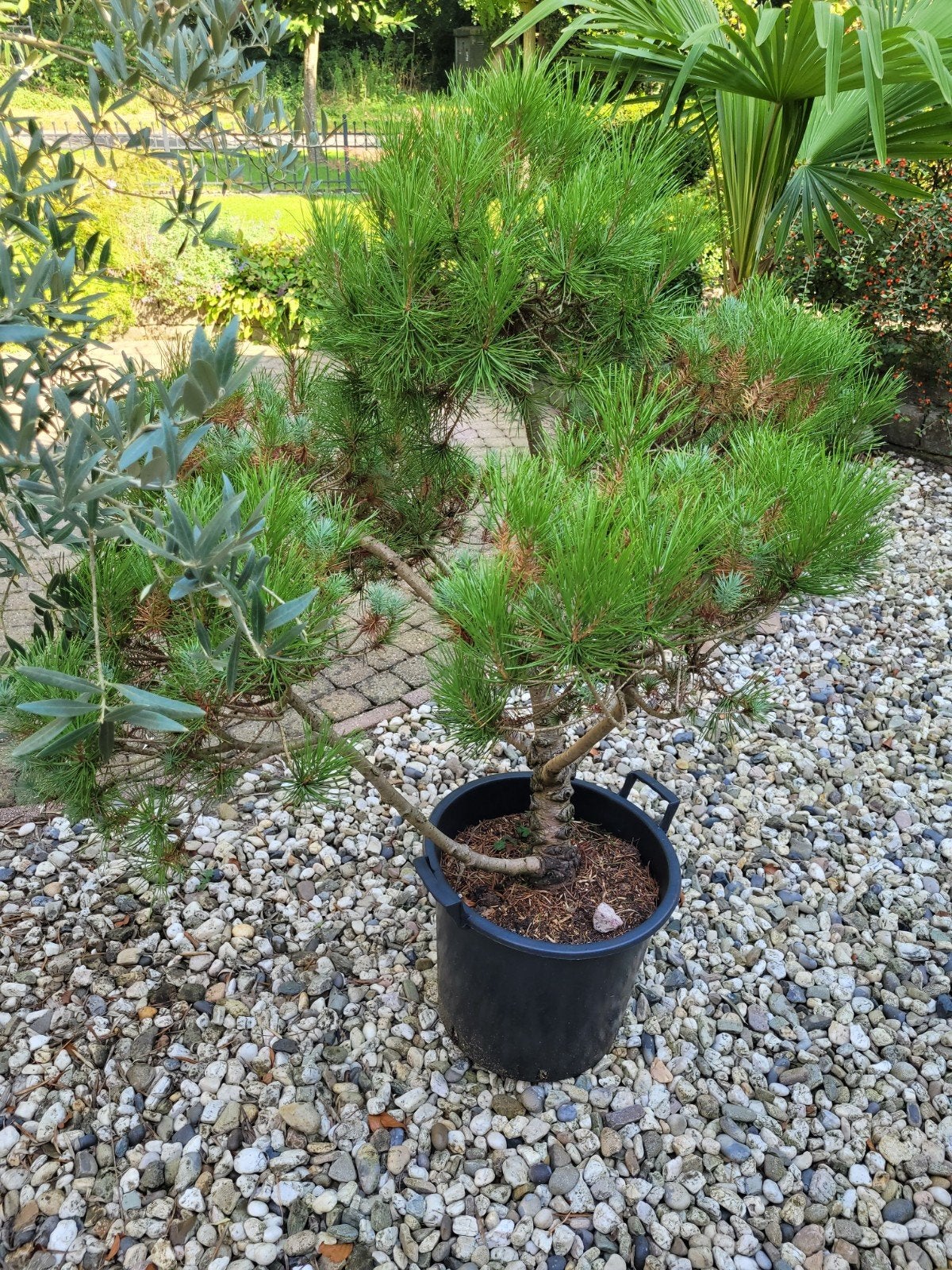 Pinus Pinea Vormsnoei - Mediterrane Pijnboom, Ophalen