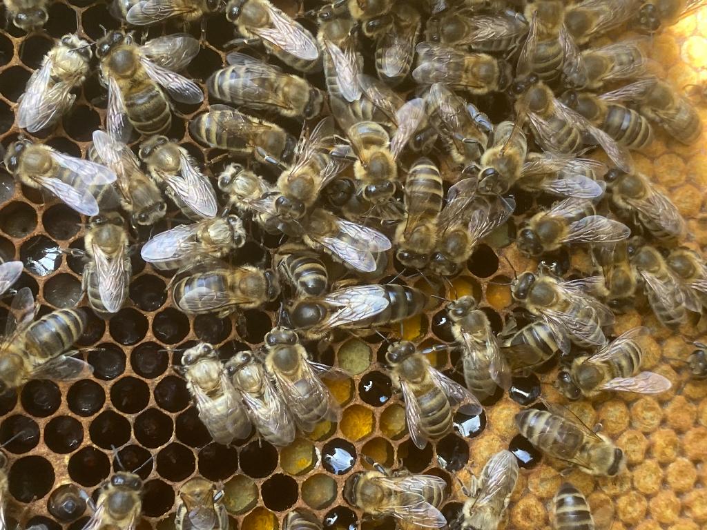 Zwarte bijen koninginnen, Dieren en Toebehoren, Insecten en Spinnen, Bijen