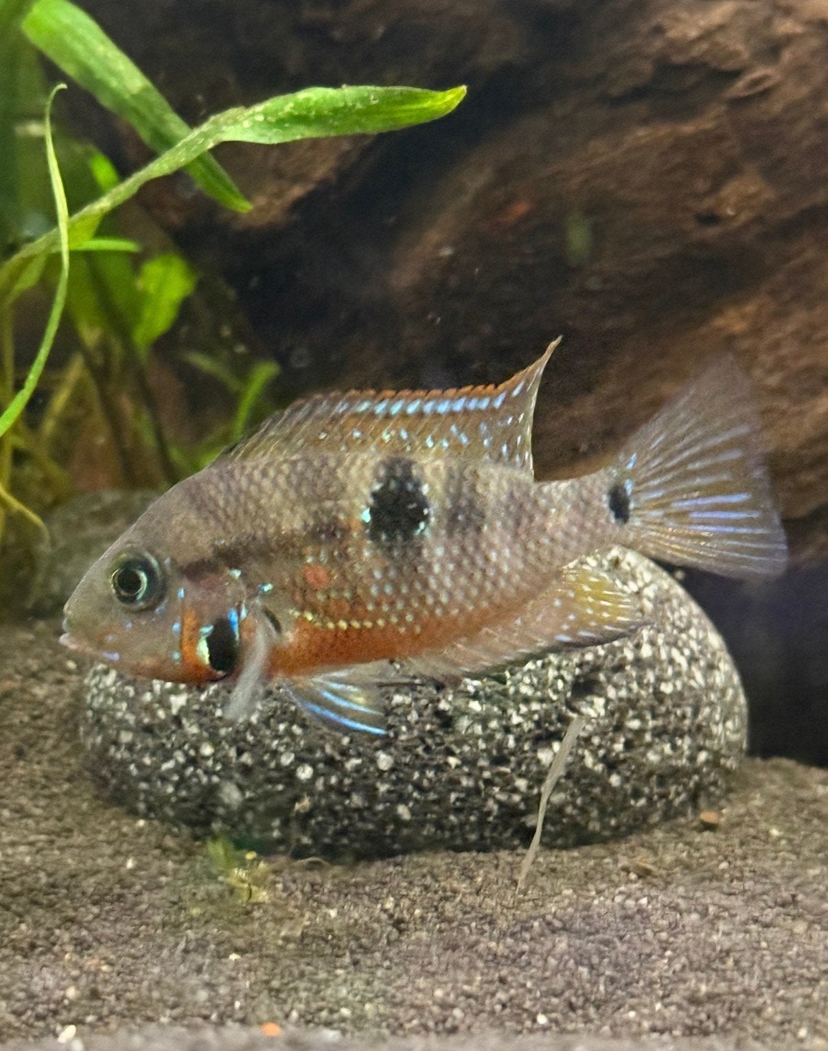 Thorichthys meeki, Vis