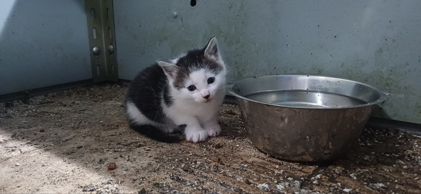 Schattige boerderij kitten, Dieren en Toebehoren, Kater, Kortharig, 0 tot 2 jaar