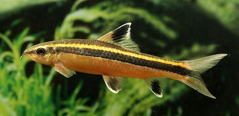 prachtvin-algeneter, Vis, Zoetwatervis