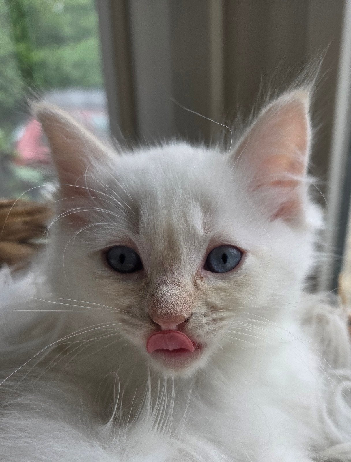 Lieve ragdoll kitten wit met red points!, Dieren en Toebehoren, Katten en Kittens | Raskatten | Langhaar, Kater