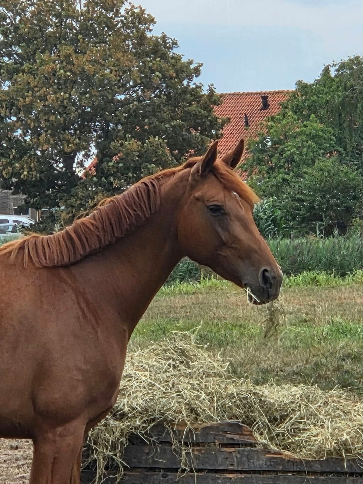 Parttime stalhulp gezocht doordeweeks (betaald), Ruiter of Bijrijder