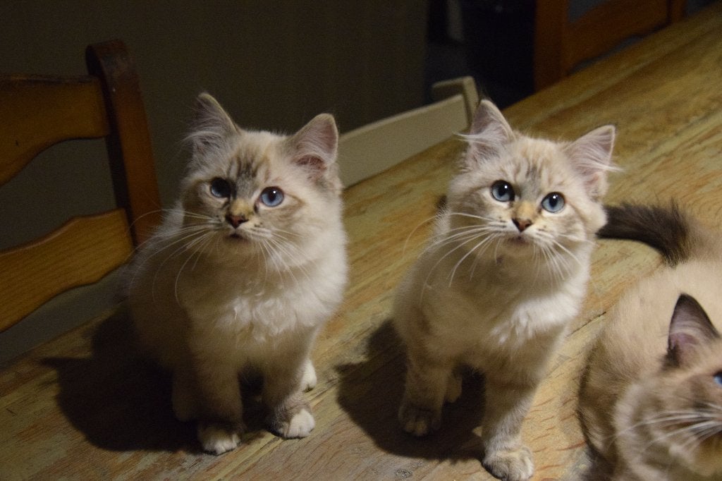 Ragdoll kittens met stamboom, Dieren en Toebehoren, Meerdere dieren, Met stamboom, 0 tot 2 jaar