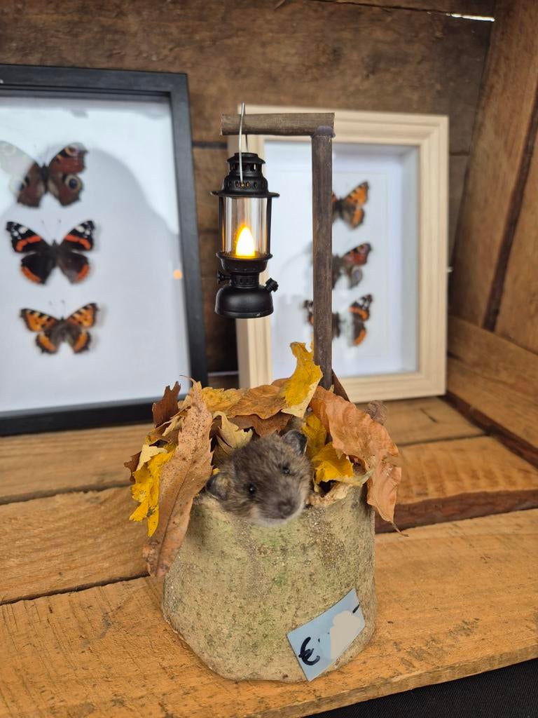 Te koop: lief muisje onder een lampje, Ophalen of Verzenden, Nieuw, Wild dier, Opgezet dier