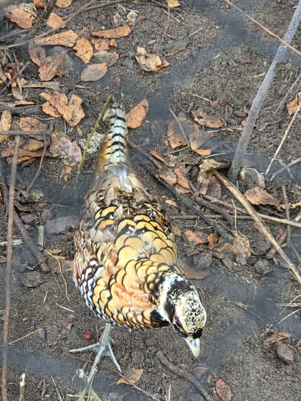 Koningsfazant hanen, Dieren en Toebehoren, Pluimvee, Mannelijk, Kip