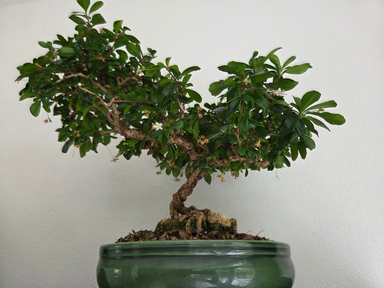 Prachtige Carmona Bonsai - voor binnen, Huis en Inrichting, Kamerplanten, Ophalen, Halfschaduw, In pot, Minder dan 100 cm