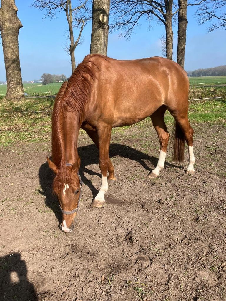 Prachtige 5 jarige ruin, vos met uitstekende stamboom, Met stamboom, Ruin, Dressuurpaard, Zadelmak