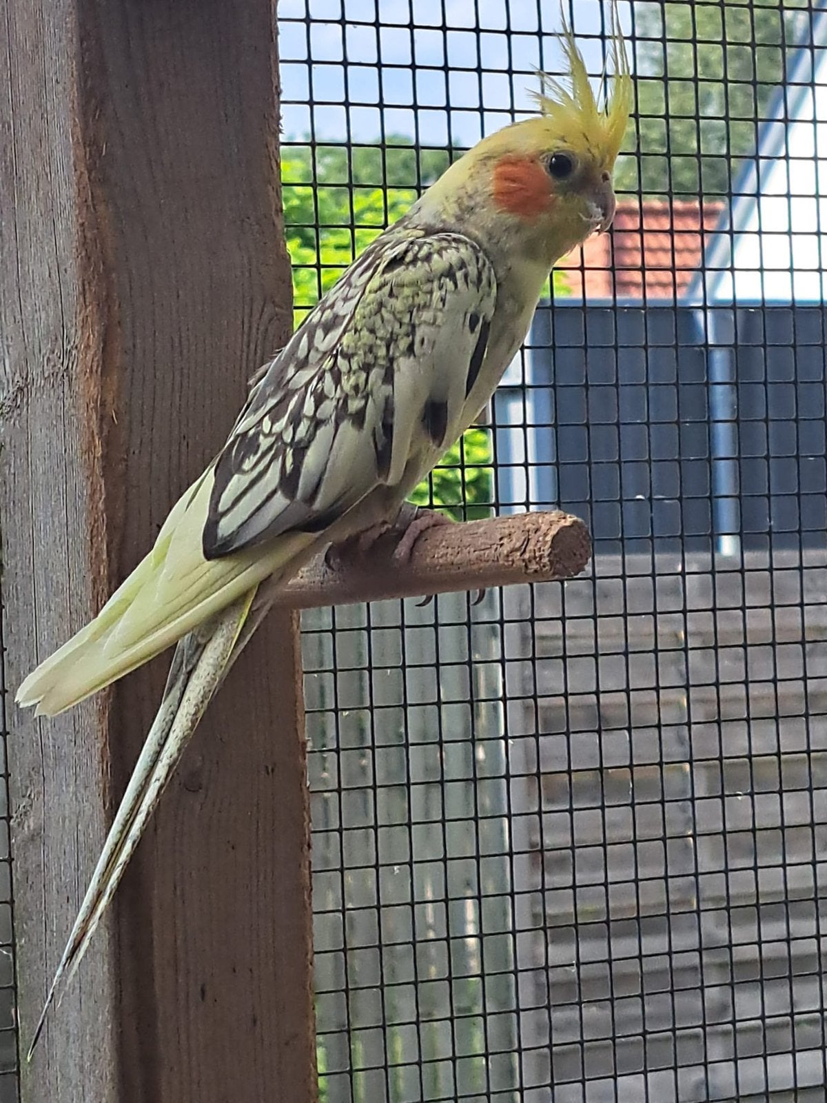 2 valkparkieten, Meerdere dieren, Parkiet