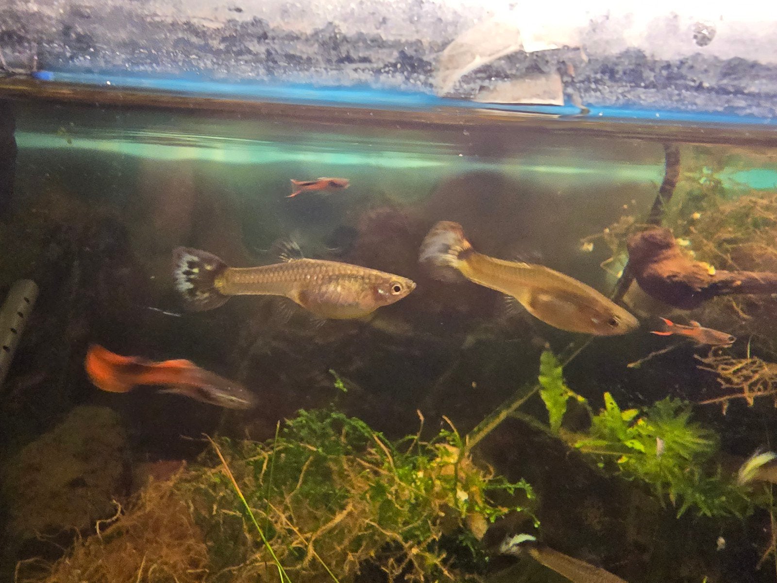 Endler guppies te koop, Vis