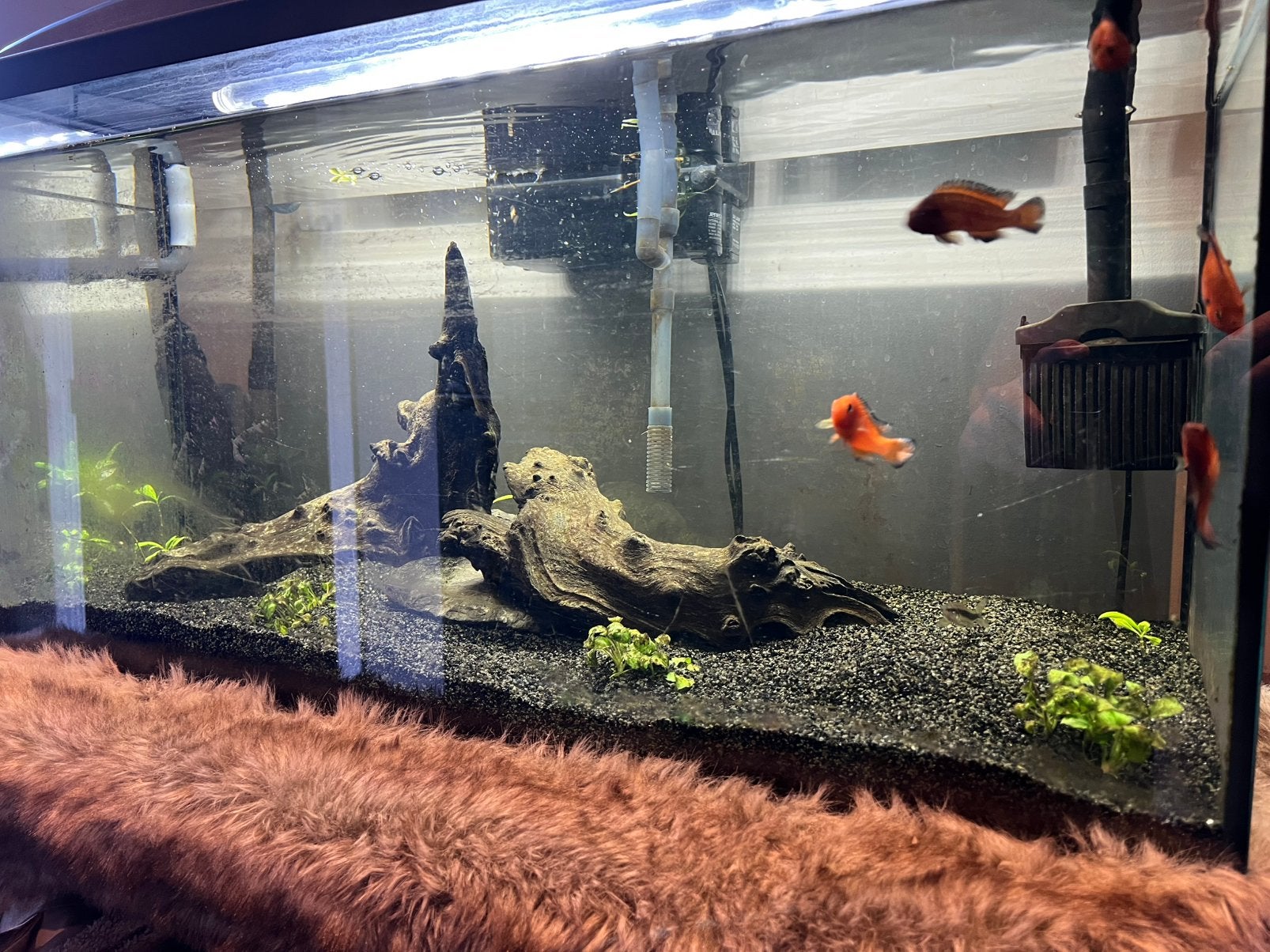 Aquarium compleet met vissen en externe pomp, Ophalen, Gebruikt, Gevuld zoetwateraquarium, Aquael