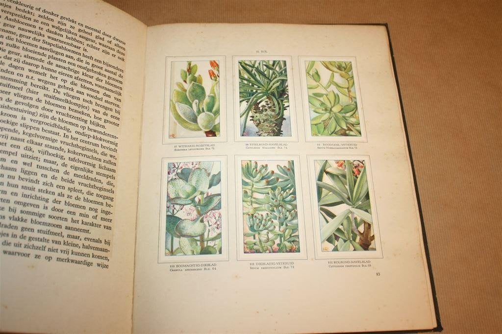 Vetplanten. A.J. van Laren. Compleet Plaatjesalbum 1932., Boeken, Prentenboeken en Plaatjesalbums, Ophalen of Verzenden, Gelezen