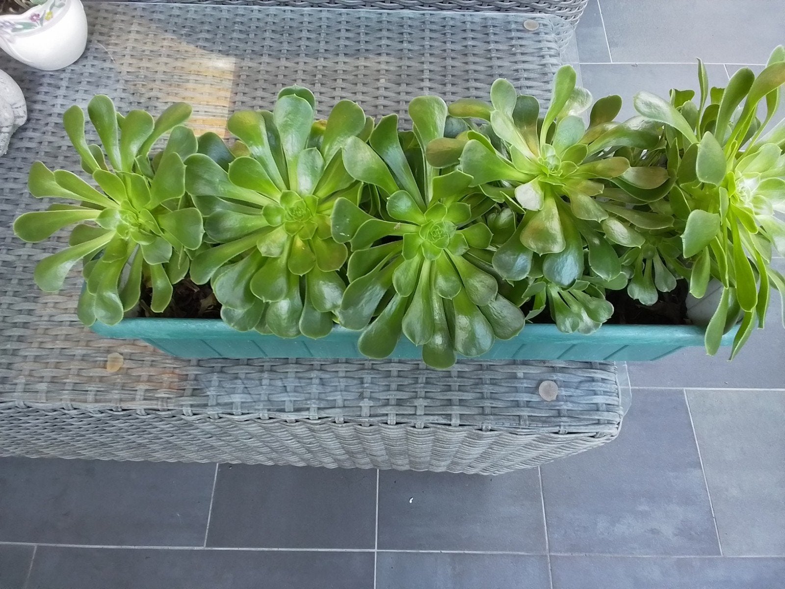 Vetplanten in bloembak, Volle zon, Vaste plant, Bloeit niet, Ophalen