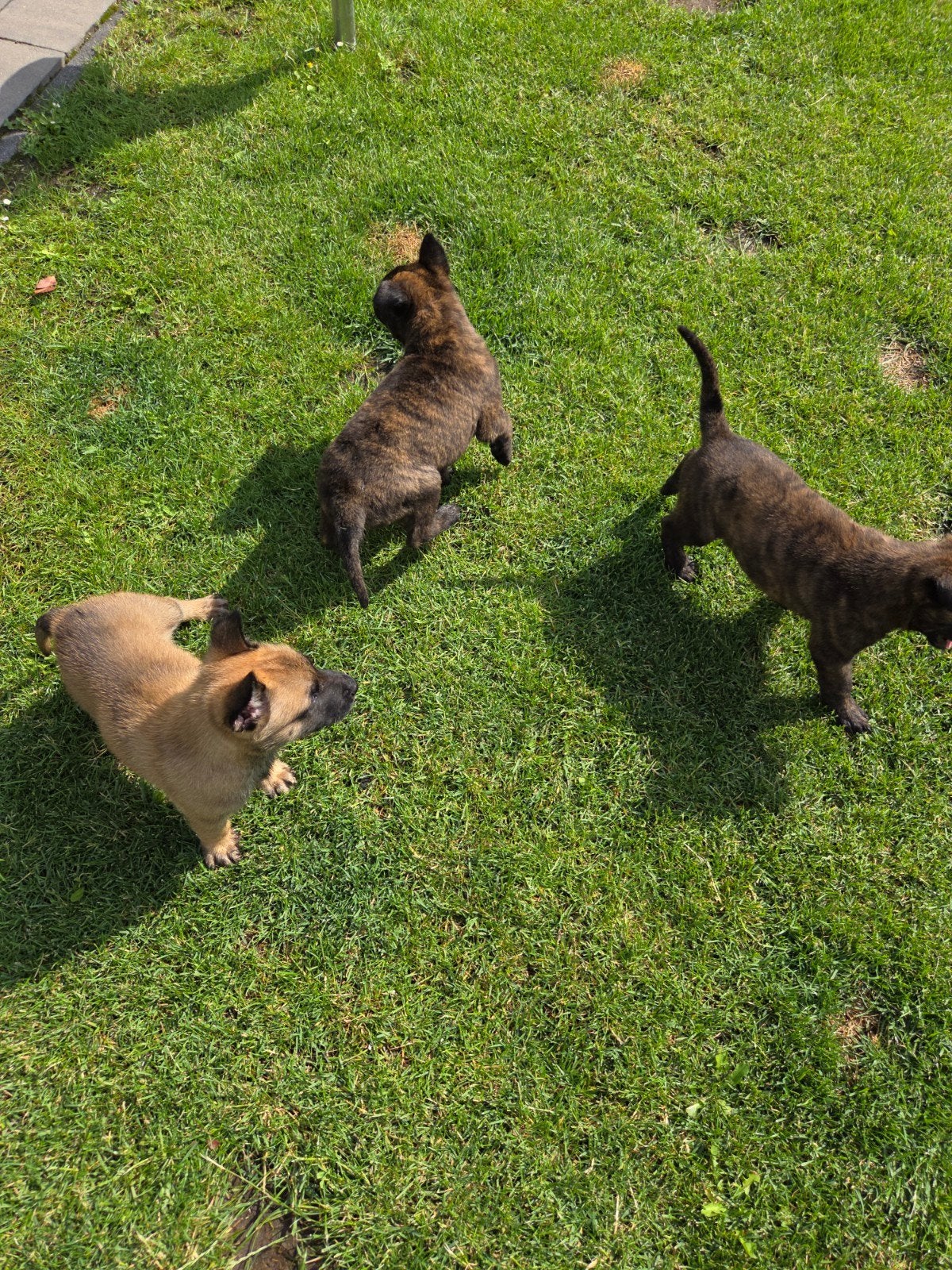 Herder pups uit bewezen ouderlijn, Dieren en Toebehoren, Honden | Herdershonden en Veedrijvers, 8 tot 15 weken, Meerdere dieren
