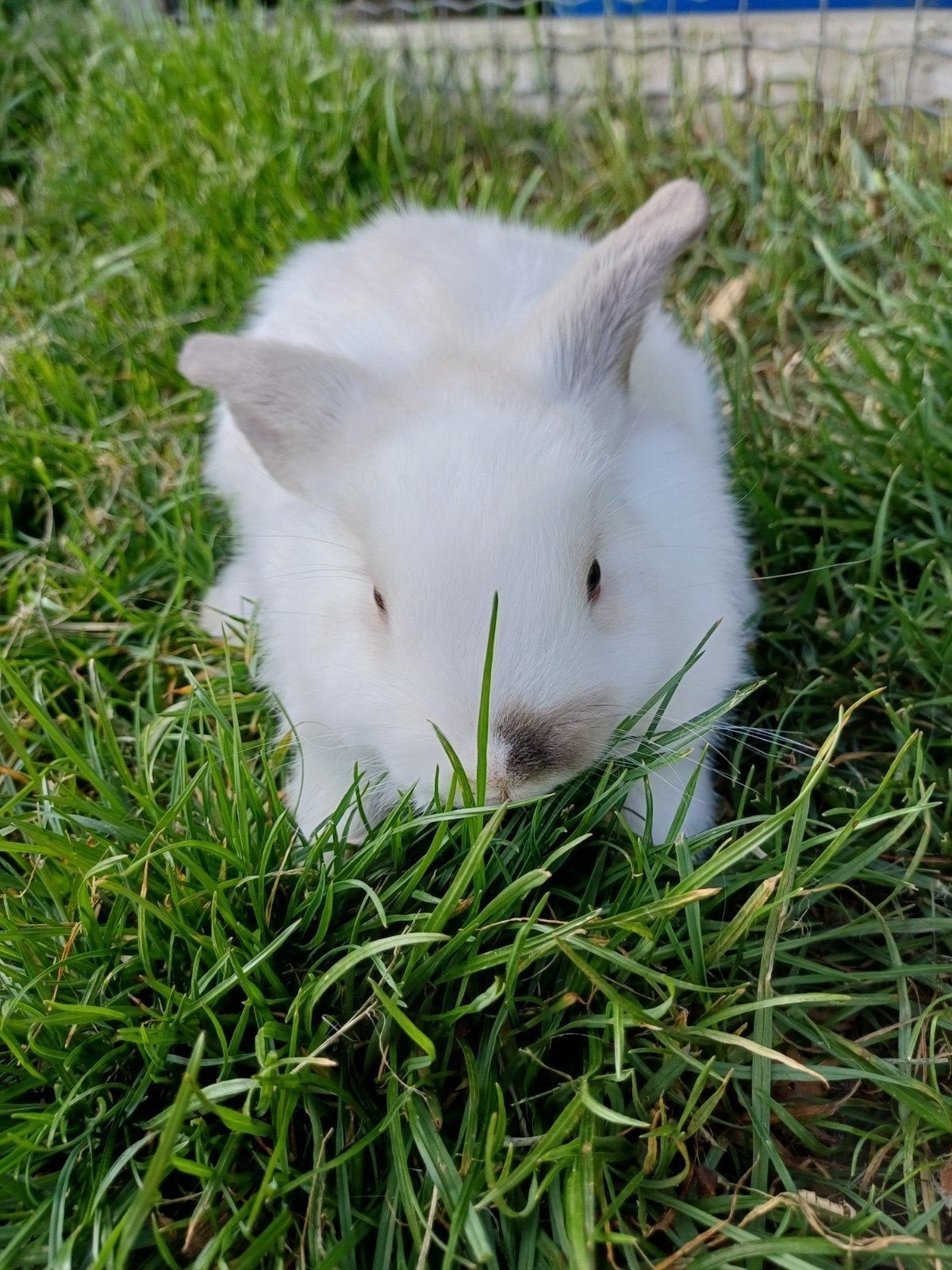 Lief en schattig hangoor konijn, Maart, Mannelijk, Overige typen, Tam