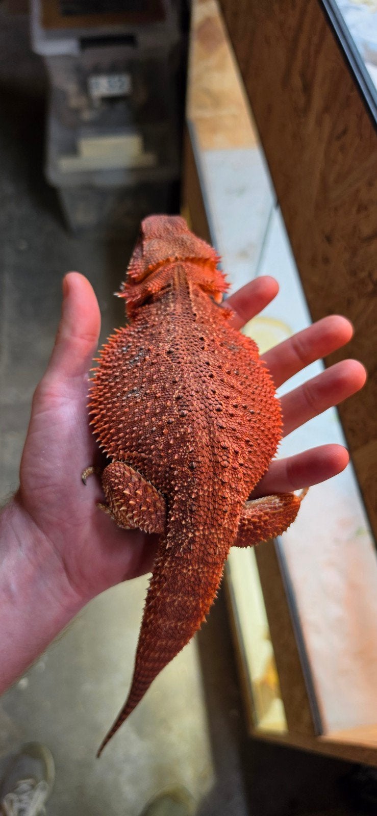 spanisch red baardagaam vrouw Bearded Dragon photo 3