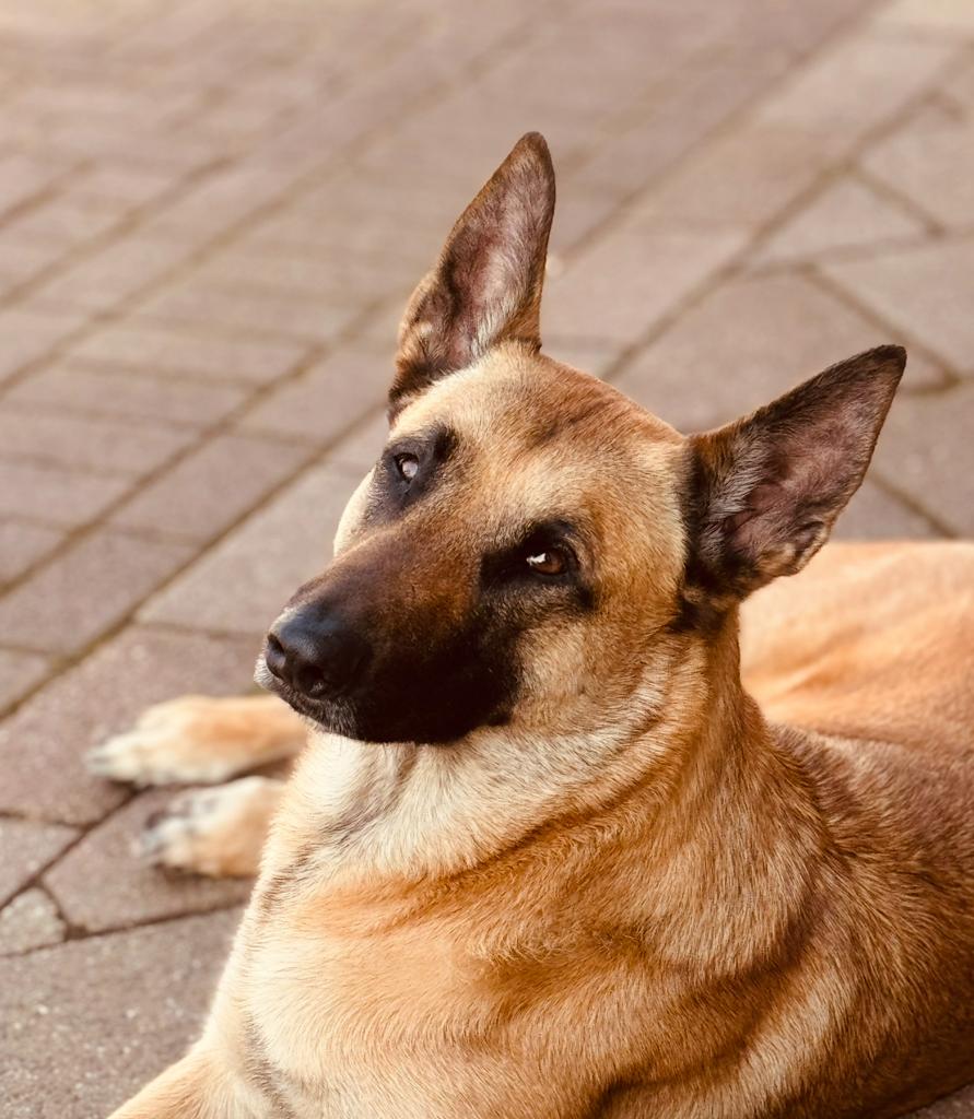 Goud Thuis gezocht voor Dex !!!, Dieren en Toebehoren, Reu, CDV (hondenziekte), Eén hond, 3 tot 5 jaar
