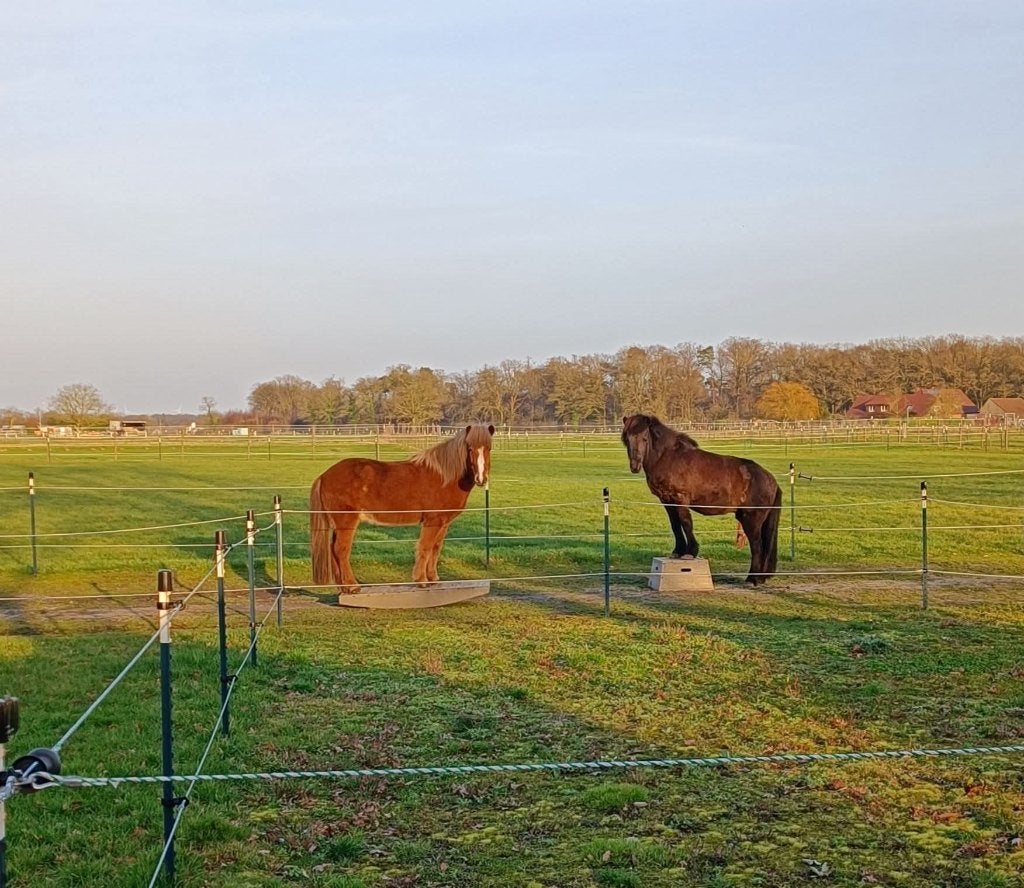Stalling IJslander of pony tot 145 cm, Stalling, 1 paard of pony