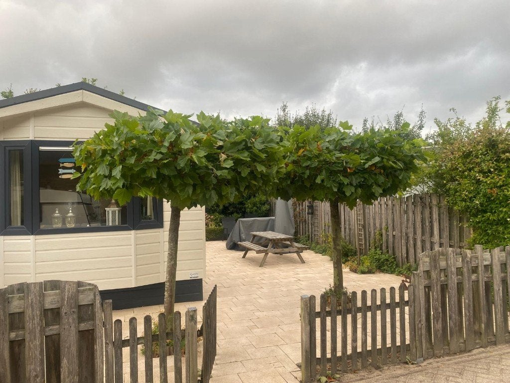 Twee dakplantanen, Leiboom, 100 tot 250 cm, Zomer, Ophalen