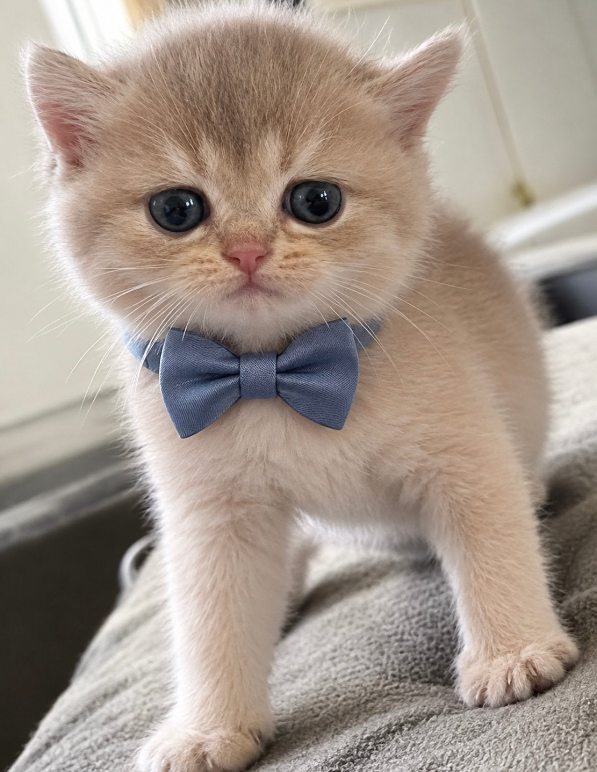 Britse korthaar golden  2 kater💙, Meerdere dieren
