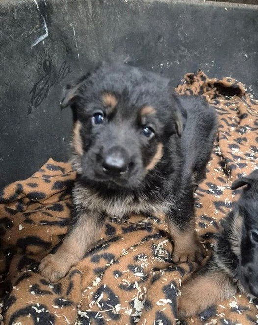 Duitse Herder puppy pup met stamboom. ED vrij HD A ouders, Nederland, 8 tot 15 weken, Parvo, Meerdere