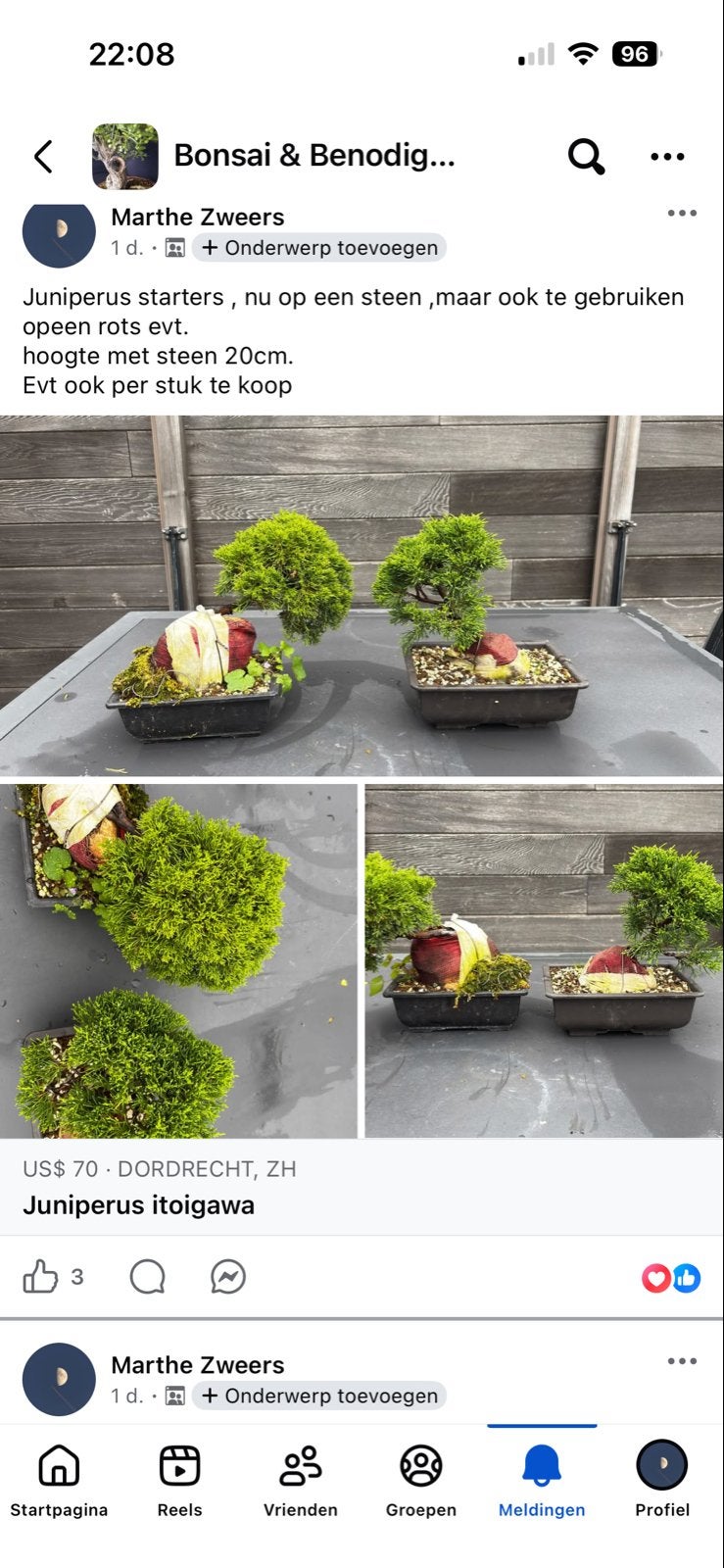 Juniperus Itoigawa Bonsai Starter- Hoogte 20cm, Ophalen, Bloeit niet, Halfschaduw, Overige soorten