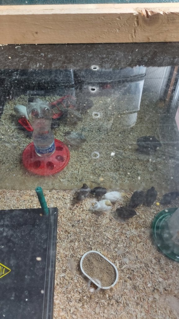 Chinese kwartels, Dieren en Toebehoren, Meerdere dieren, Overige soorten