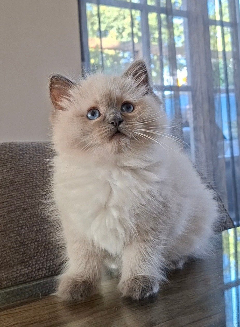 blue point ragdoll kitten met stamboom, Meerdere dieren, Met stamboom, 0 tot 2 jaar
