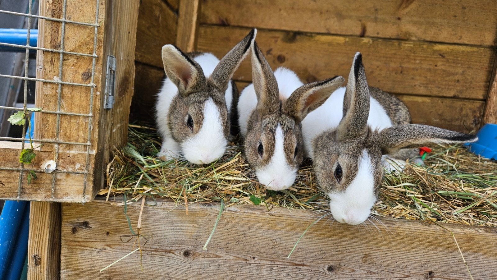 Nog 3 jonge Hollandertjes te koop, Meerdere dieren, Middelgroot, 0 tot 2 jaar