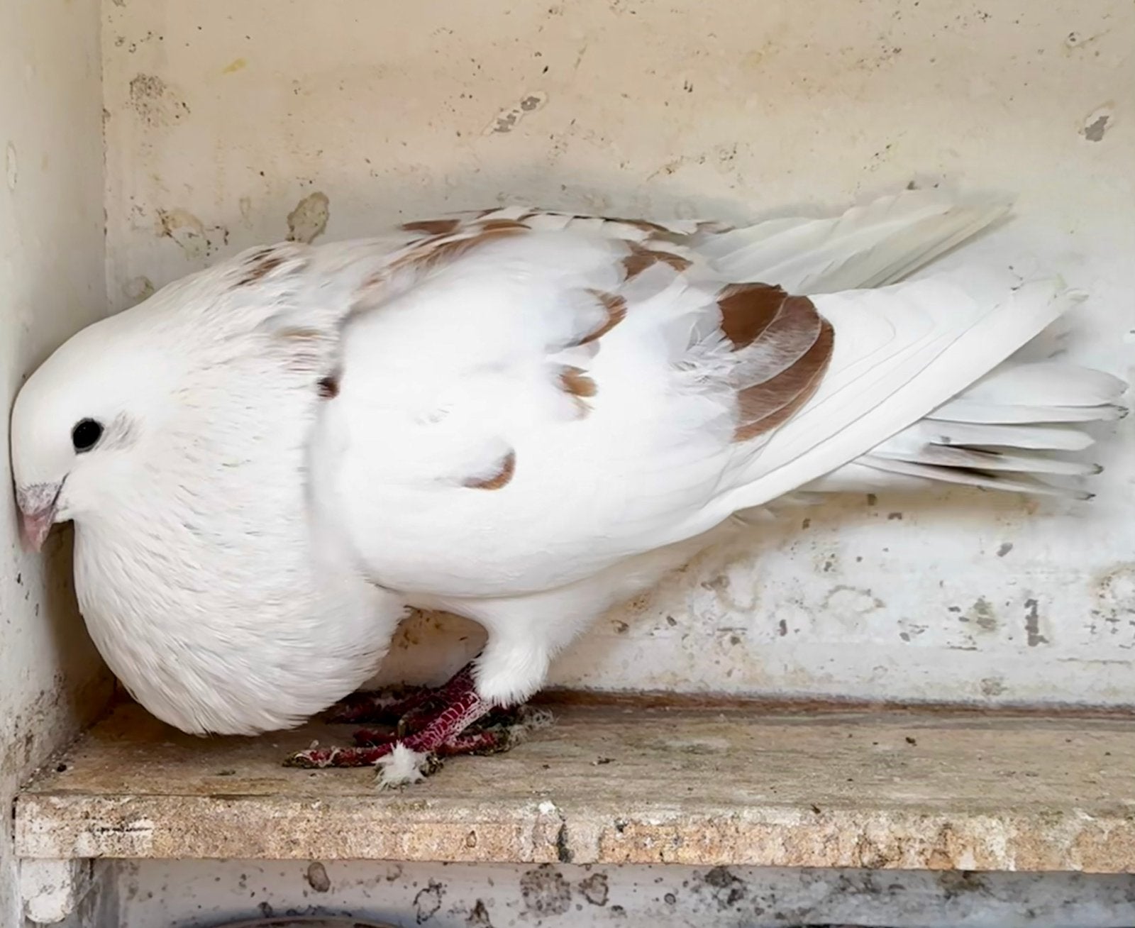 Geel gevlekte doffer, Dieren en Toebehoren, Mannelijk, Kropper