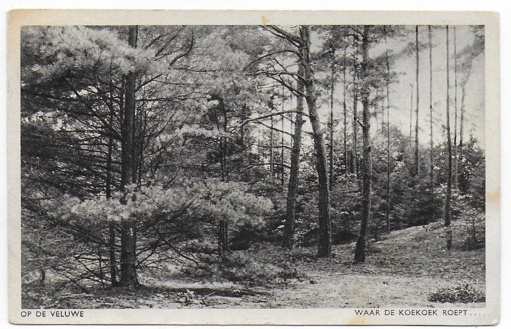 Veluwe - oude gelopen ansichtkaart ( B7190 ) { uit 1952 }, Ophalen of Verzenden, 1940 tot 1960, Gelopen, Gelderland