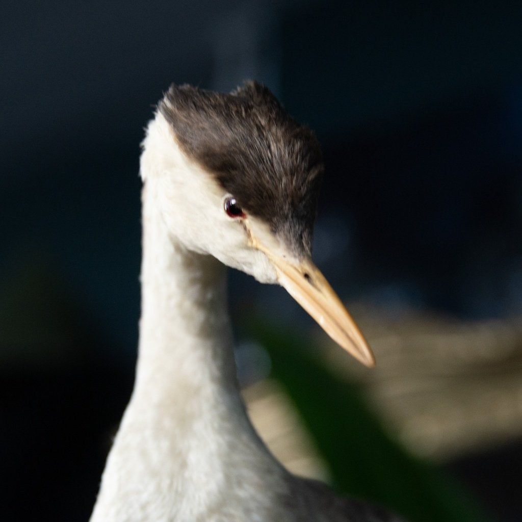 Opgezette vogels en das uit erfenis, Ophalen of Verzenden, Zo goed als nieuw, Vogel, Opgezet dier