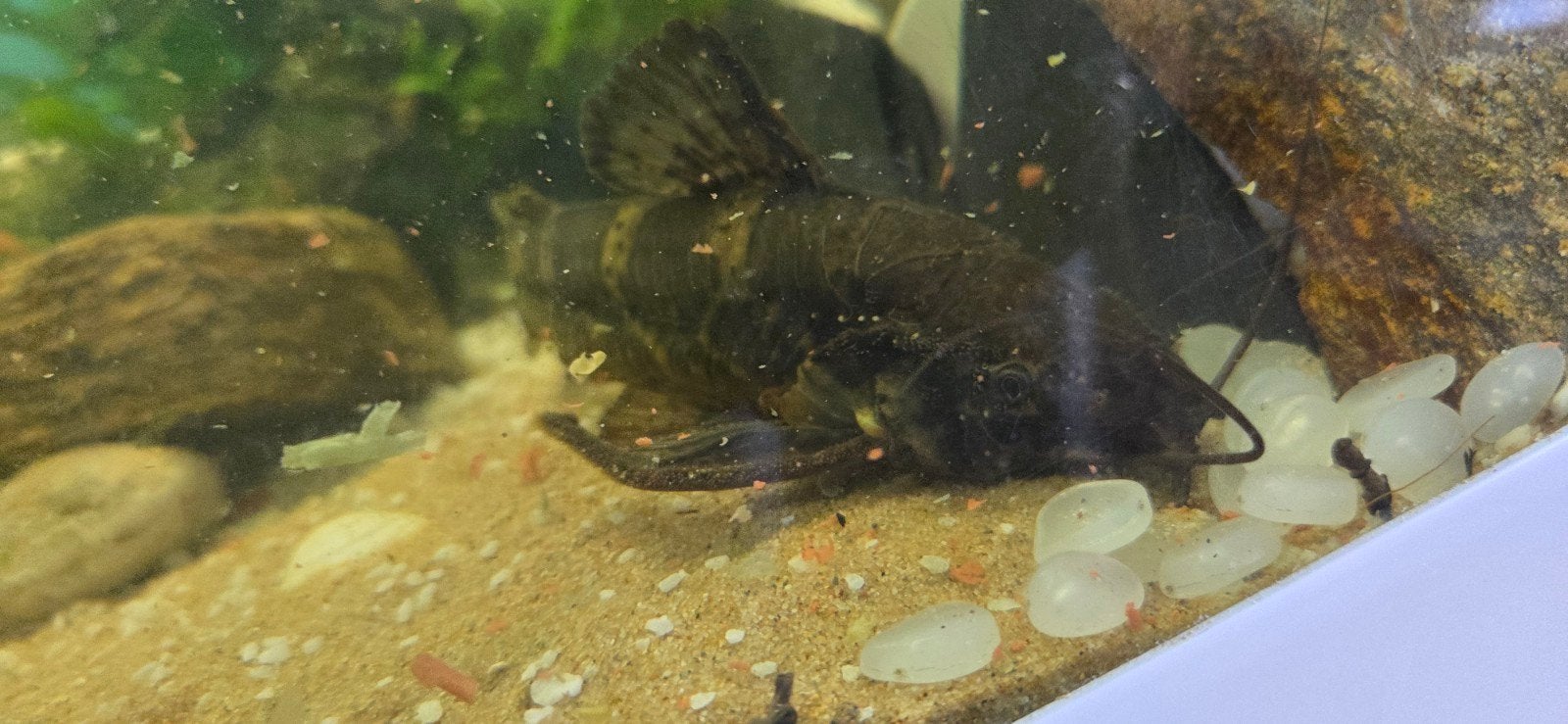 gevlekte pantser meerval, Dieren en Toebehoren, Vis