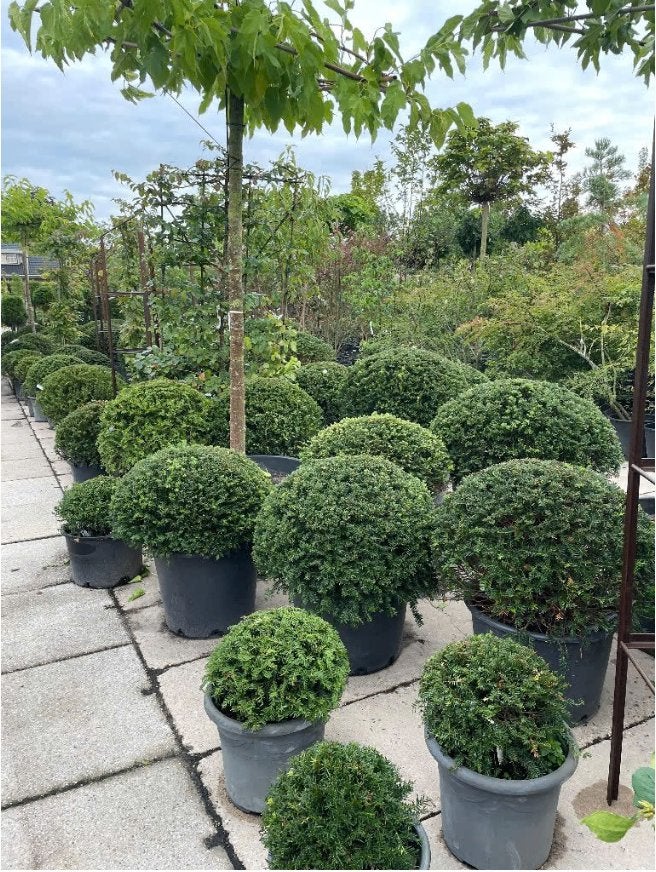 Taxus bollen te koop, Ophalen, Taxus, 100 tot 250 cm