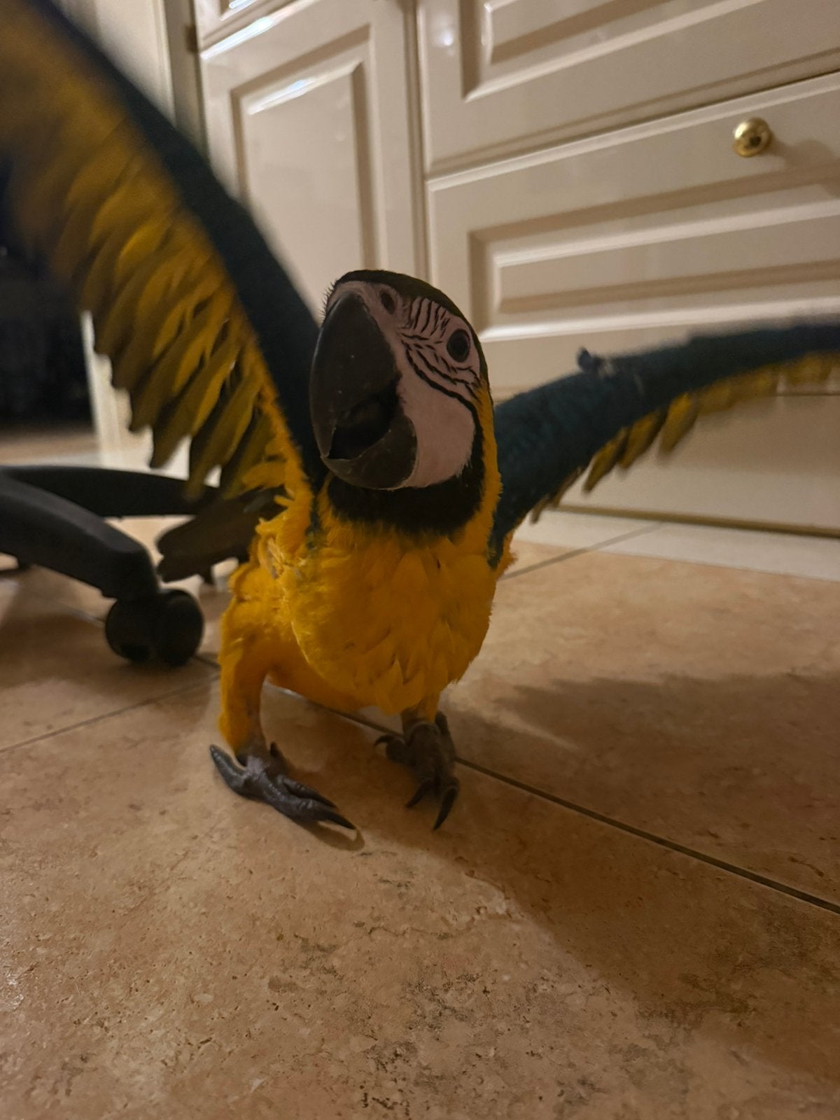 Jonge blauw gele ara, Geslacht onbekend, Papegaai, Tam