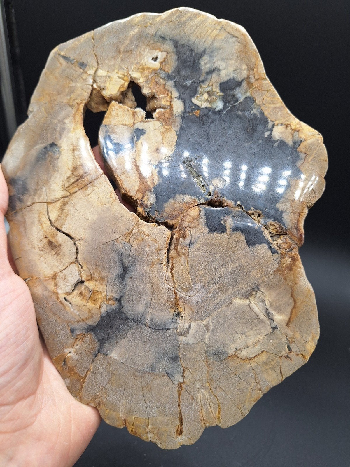 Versteend hout plak (nr. 2), Ophalen of Verzenden, Mineraal