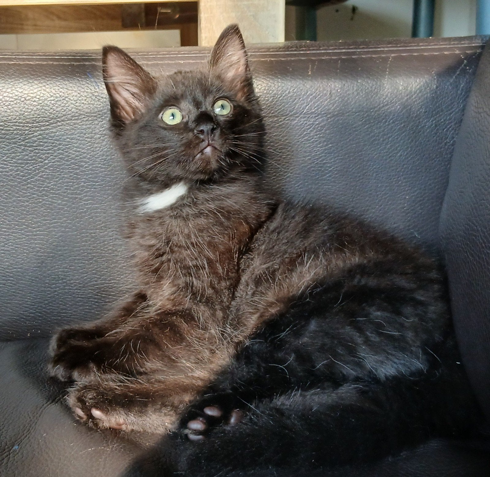 Ragdoll kitten, Dieren en Toebehoren, Katten en Kittens | Raskatten | Langhaar, Kater, Gechipt