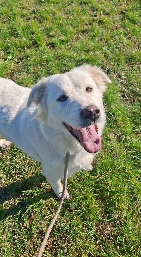 Labrador mix Teefje, Dieren en Toebehoren, Particulier, Buitenland, Teef, Groot