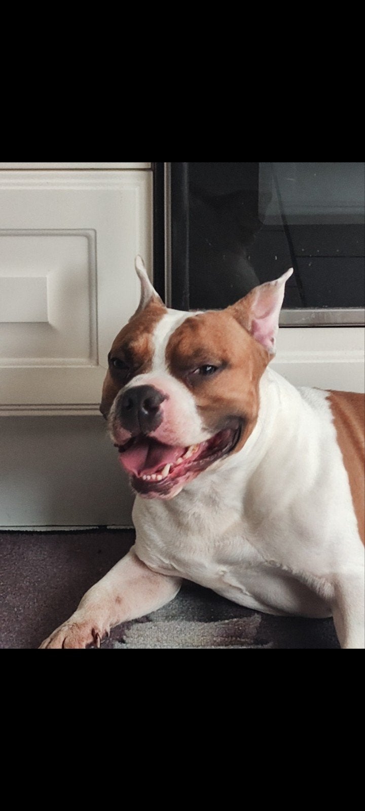 American Staffordshire Terrier, Dieren en Toebehoren, Particulier, Reu, Buitenland, Eén hond