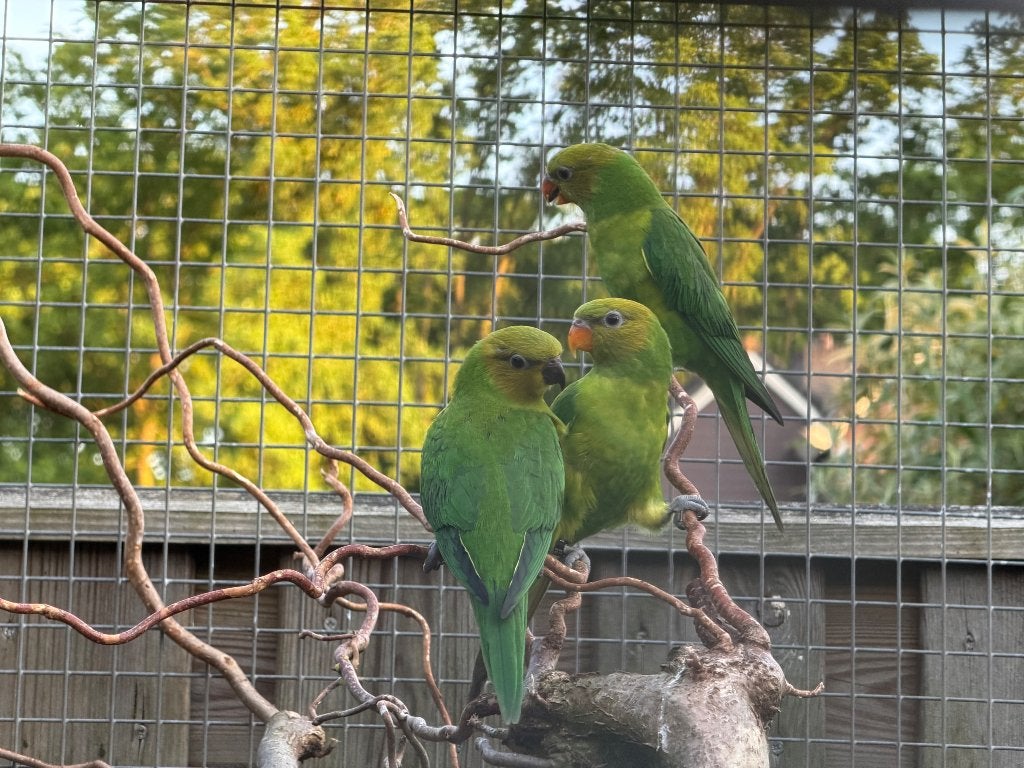 Lori lorie lories geelkop pop, Dieren en Toebehoren, Vogels | Parkieten en Papegaaien, Meerdere dieren, Papegaai, Geringd