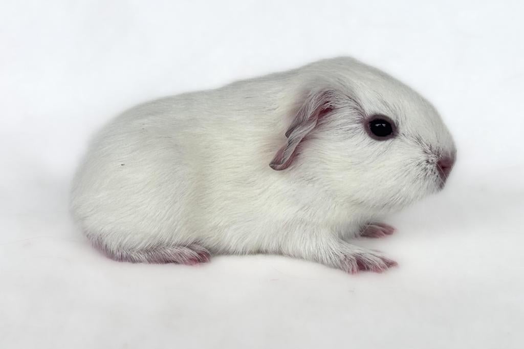Schitterende lieve Gladhaar Zeug Wit, Dieren en Toebehoren, Knaagdieren, Cavia, Vrouwelijk, Mei, Tam