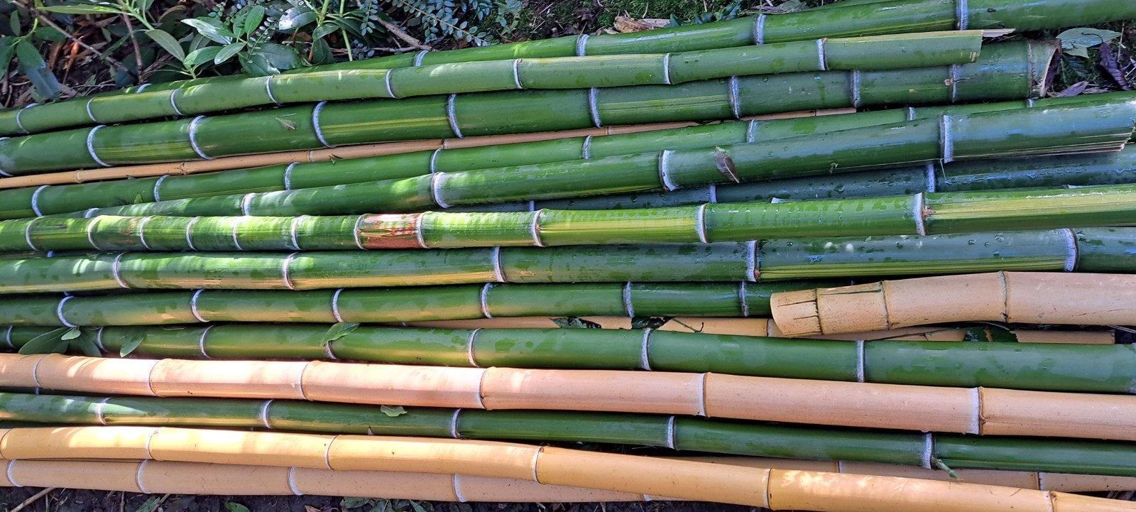 Bamboe groen en geel tot 6 meter lang., Tuin en Terras, Gaas en Draad, Ophalen, Minder dan 10 meter, Overige typen