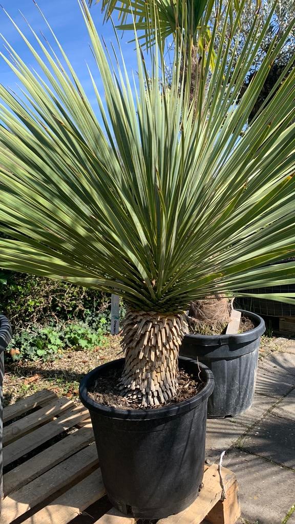 Yucca Rostrata 30cm stam 198€, Tuin en Terras, Planten | Bomen, Overige soorten, 100 tot 250 cm, Zomer, Ophalen