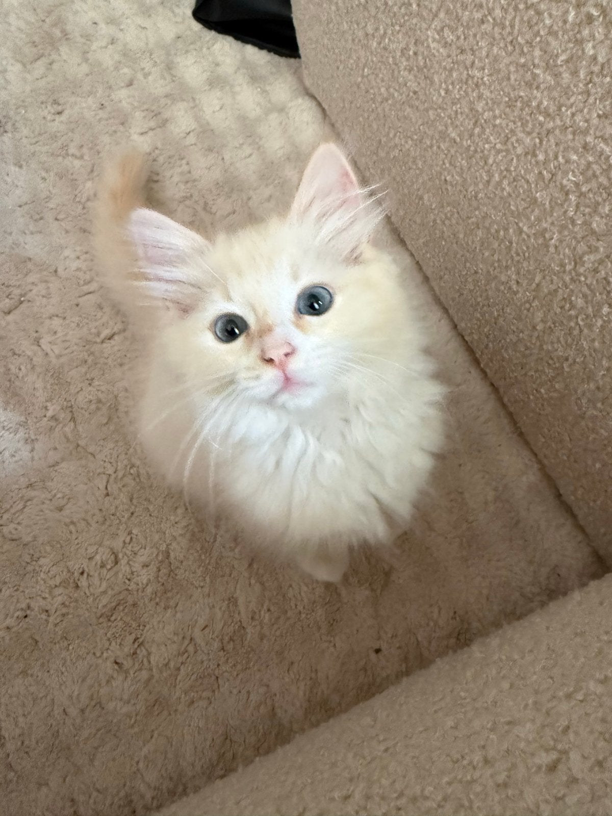 Ragdoll kater, Kater, Langharig, 0 tot 2 jaar