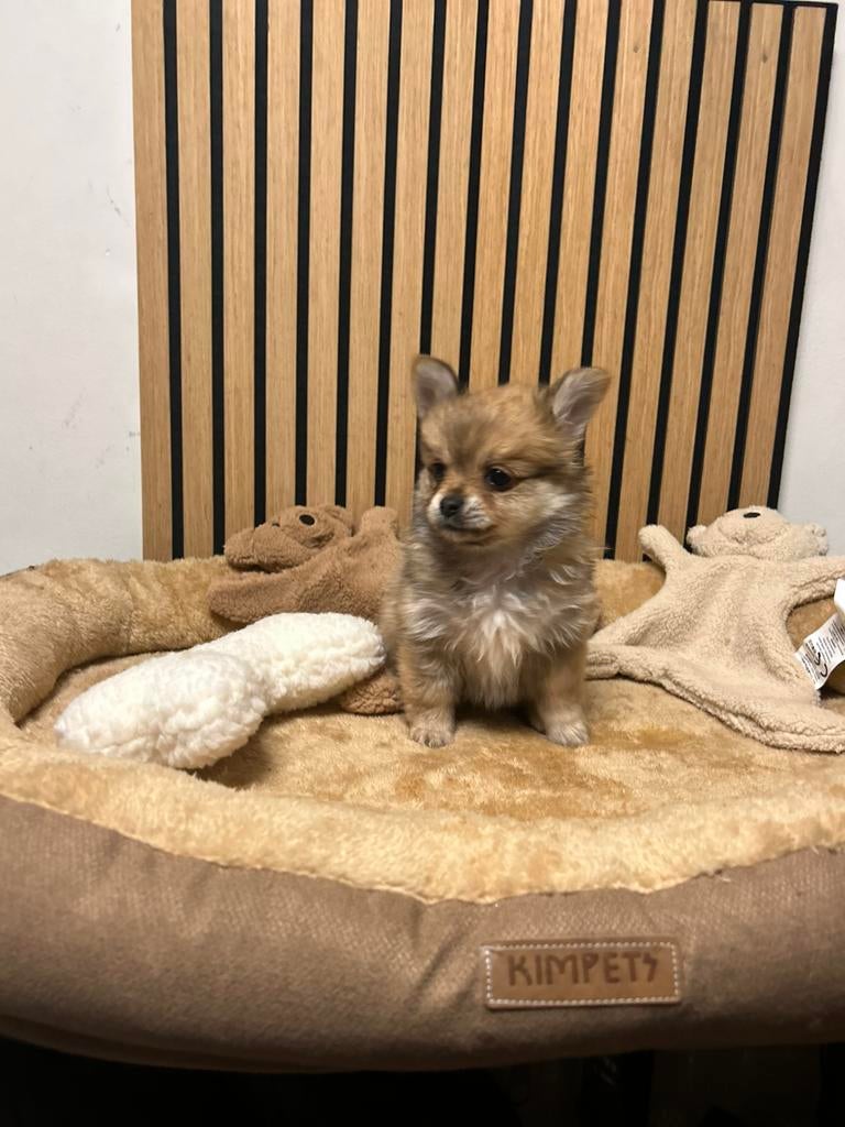 Pomchi pup 1 reutje 💙🐾 pomeriaan x chihuahua puppy, Reu, 8 tot 15 weken, Parvo, Eén hond