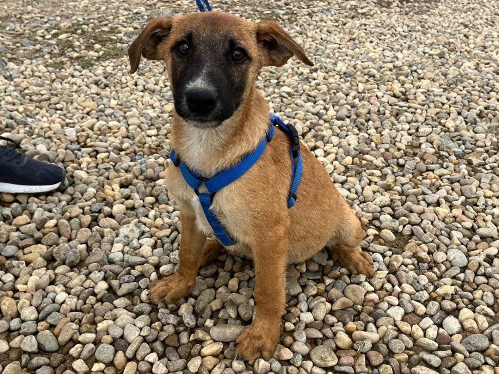 Hondje Percy een een lieve, vrolijke en blije pup, Particulier, 15 weken tot 1 jaar, Reu, Buitenland